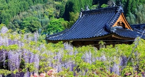 日本哪里可以赏「紫藤花」？东京、京都、奈良等10大紫藤花景点