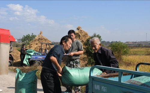 30万斤丰收晚稻被村民“抢购一空”周忠贵：种地也要用心