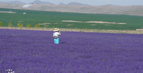 在新疆伊犁旅行，稍不留神就会落入薰衣草花海，随便一拍都很美