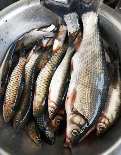 中国最贵的15种天价淡水鱼，吃过3种以上的说明你实力非凡