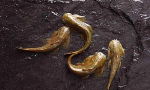 中国最贵的15种天价淡水鱼，吃过3种以上的说明你实力非凡