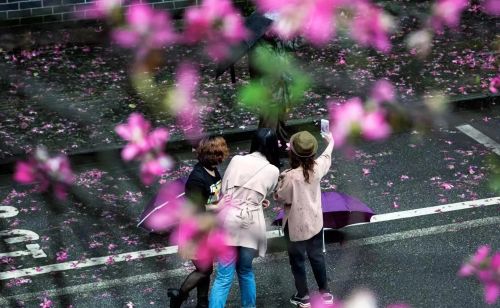 纪实：遍地紫荆花的柳州，除螺蛳粉还有什么留客，称：来了不想走