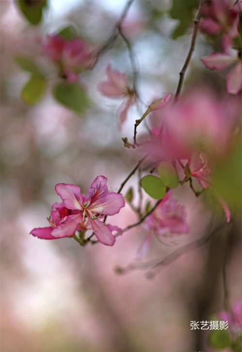 春光明媚的三月，广州春天赏花无须远行，美景就在身边华农大校园