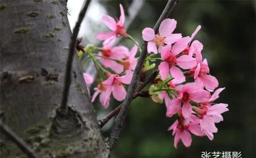 春光明媚的三月，广州春天赏花无须远行，美景就在身边华农大校园