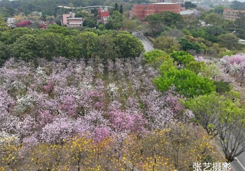 春光明媚的三月，广州春天赏花无须远行，美景就在身边华农大校园