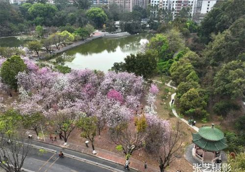 春光明媚的三月，广州春天赏花无须远行，美景就在身边华农大校园