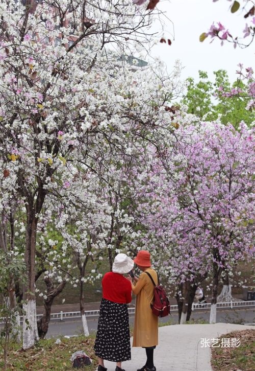 春光明媚的三月，广州春天赏花无须远行，美景就在身边华农大校园