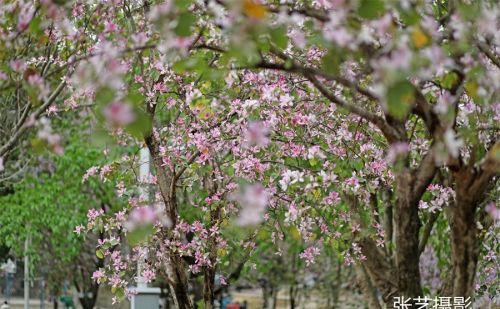 春光明媚的三月，广州春天赏花无须远行，美景就在身边华农大校园