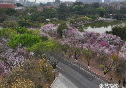 春光明媚的三月，广州春天赏花无须远行，美景就在身边华农大校园