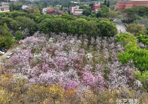 春光明媚的三月，广州春天赏花无须远行，美景就在身边华农大校园