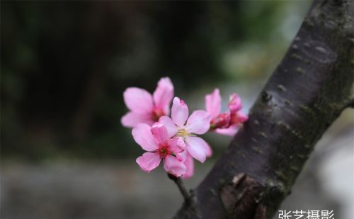 春光明媚的三月，广州春天赏花无须远行，美景就在身边华农大校园