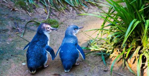 太可怜了！澳洲放生28只食肉动物到小岛，6000只企鹅被吃到灭绝