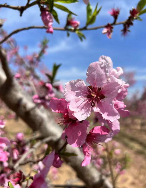 “爱在深州—桃花季”系列活动暨招商引资推介会在深州市正式启幕