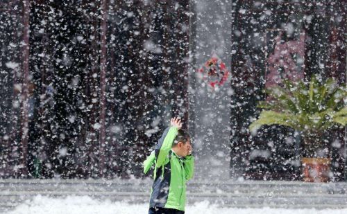 俗话讲：“阴树不进宅，进宅祸临门”，什么树不能种在家里？