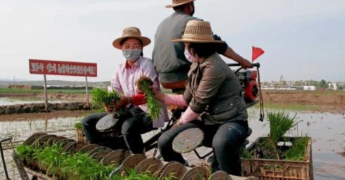 朝鲜农村之旅，在田里集体干活的场面，是不是有穿越到过去的感觉