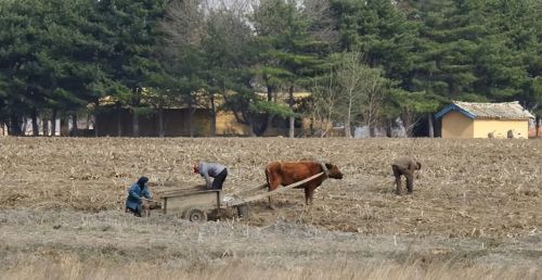 朝鲜农村之旅，在田里集体干活的场面，是不是有穿越到过去的感觉