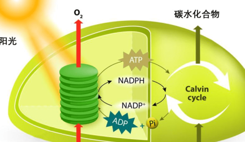 有机合成中，如何利用光化学反应制备高分子材料？