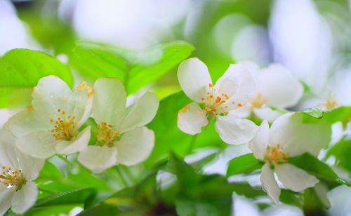 “谷雨过后不吃白，立夏疾祸易招来”，“白”到底指的什么食物？