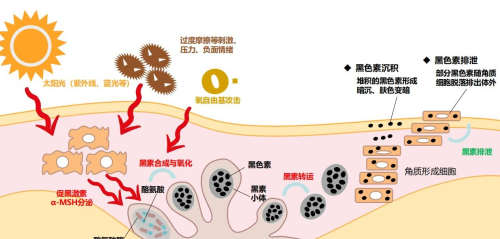 女性私处颜色深，是性生活多了？别被男人“洗脑”了