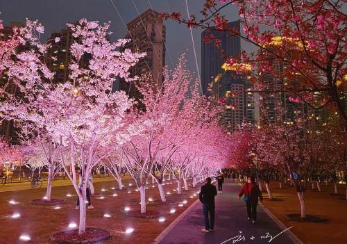 武汉市江汉区这个“富人区”，有一片绝美夜樱，已成为网红打卡点