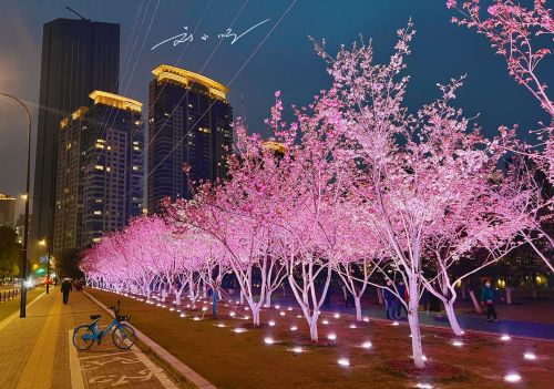 武汉小众“赏樱胜地”，夜晚美成童话世界，游客不多，你来过吗？