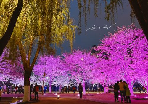 武汉小众“赏樱胜地”，夜晚美成童话世界，游客不多，你来过吗？