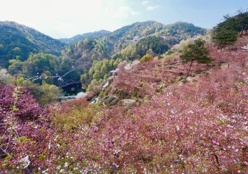 武汉市黄陂区发现宝藏“赏花胜地”，山美水美花美，还不会人挤人