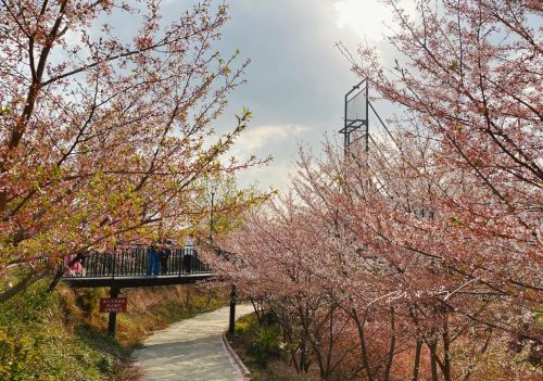 武汉市黄陂区发现宝藏“赏花胜地”，山美水美花美，还不会人挤人