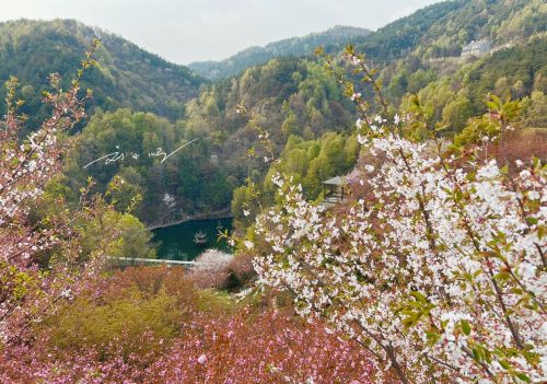 武汉市黄陂区发现宝藏“赏花胜地”，山美水美花美，还不会人挤人