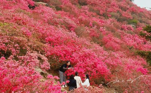 如果你来武汉旅游，我不会带你看樱花，5A景区的杜鹃花海不香吗？