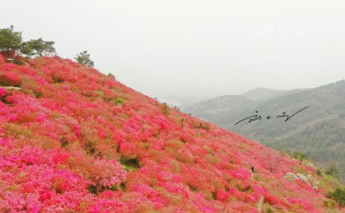 如果你来武汉旅游，我不会带你看樱花，5A景区的杜鹃花海不香吗？