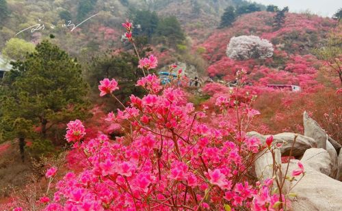 如果你来武汉旅游，我不会带你看樱花，5A景区的杜鹃花海不香吗？