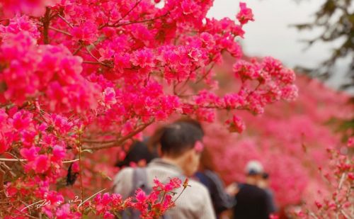 如果你来武汉旅游，我不会带你看樱花，5A景区的杜鹃花海不香吗？