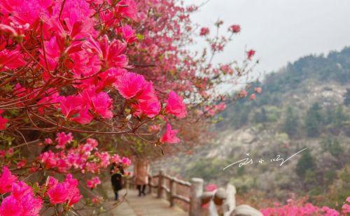 如果你来武汉旅游，我不会带你看樱花，5A景区的杜鹃花海不香吗？