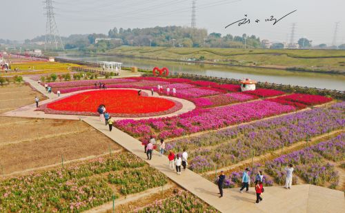 赏花、露营两不误，佛山市三水区这个“最美”露营地，你来过吗？