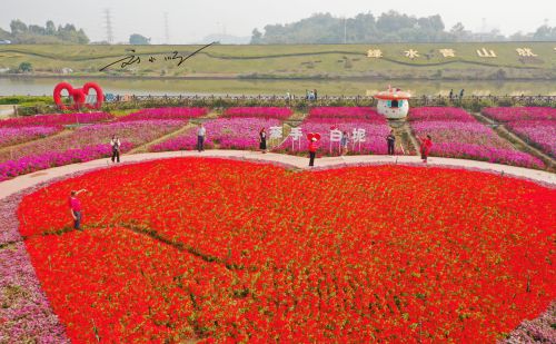 赏花、露营两不误，佛山市三水区这个“最美”露营地，你来过吗？