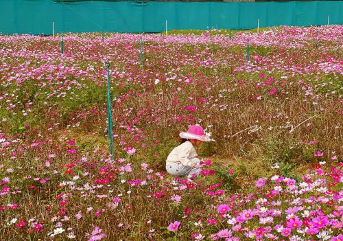 赏花、露营两不误，佛山市三水区这个“最美”露营地，你来过吗？