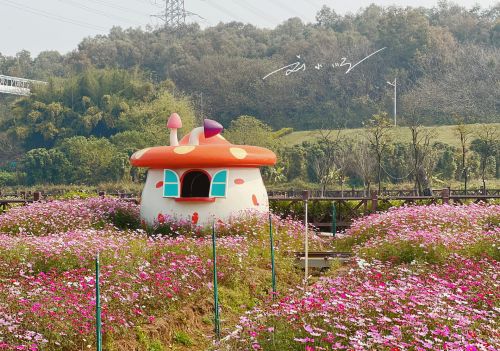 赏花、露营两不误，佛山市三水区这个“最美”露营地，你来过吗？