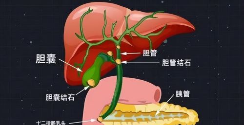 人体有6个器官可以“拿掉”，不会影响正常生活，是不是真的？