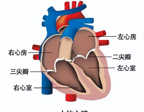 心脏有病，指甲先知？若指甲出现5个征兆，可能是心脏在“报警”