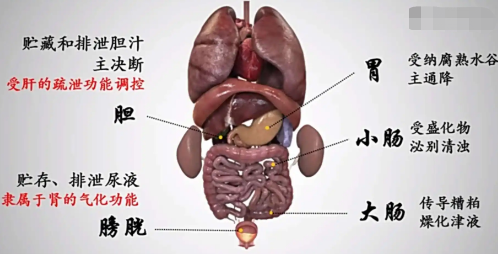 肝喜欢你伸懒腰，脾喜欢你揉肚子，一起来看看五脏喜欢的东西吧！