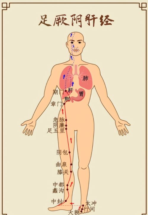 肝喜欢你伸懒腰，脾喜欢你揉肚子，一起来看看五脏喜欢的东西吧！