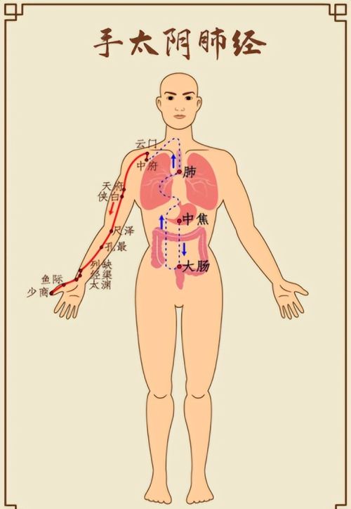 肝喜欢你伸懒腰，脾喜欢你揉肚子，一起来看看五脏喜欢的东西吧！