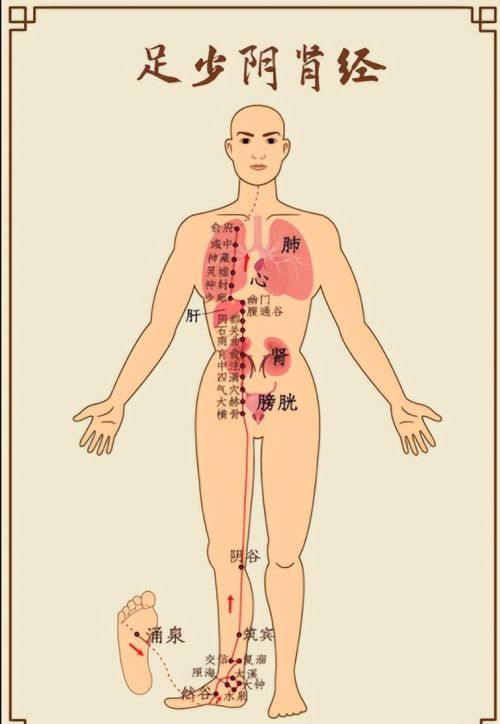 肝喜欢你伸懒腰，脾喜欢你揉肚子，一起来看看五脏喜欢的东西吧！