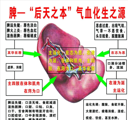 湿气重引起的肥胖，中医有什么办法