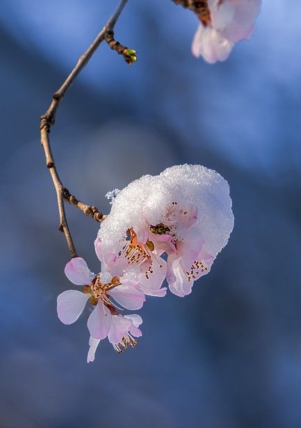 “不怕二十一日晴，就怕二十一日雨”，正月二十一到，为啥怕下雨