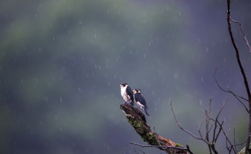 “不怕二十一日晴，就怕二十一日雨”，正月二十一到，为啥怕下雨