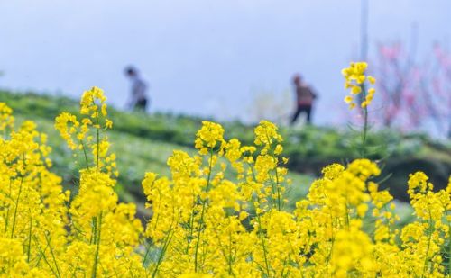 “不怕正月十九晴，就怕正月十九淋”，今日十九日，下雨有啥说法