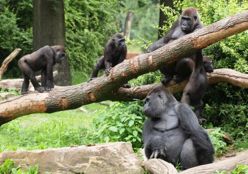 数百大猩猩突然包围村庄，老族长破指血誓再不毁坏森林|故事