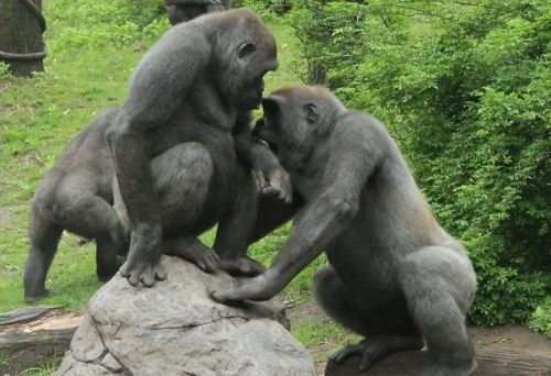 人类的近亲大猩猩如何谈恋爱？华岚博士的记录饶有情趣|故事